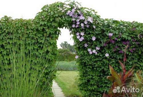 Девичий виноград- декоративная лиана