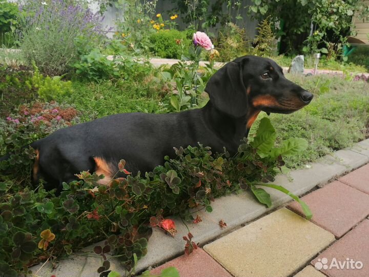 Щенки таксы