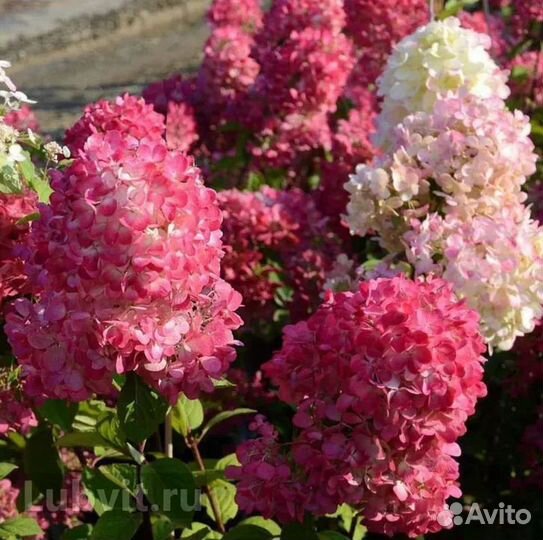 Гортензия метельчатая