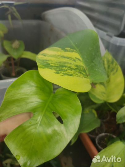 Монстера Еллоу вар