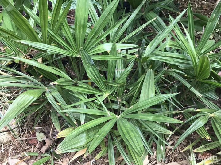 Пальма Трахикарпус Форчуна