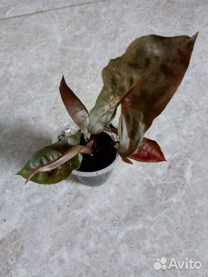 Сингониумы