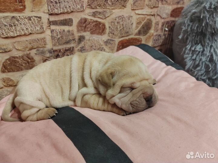 Щенки шарпея