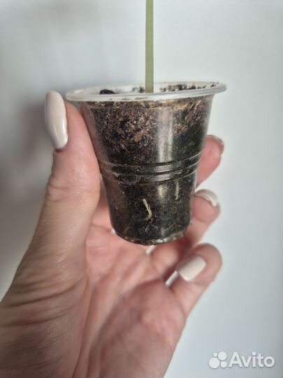 Алоказия мело