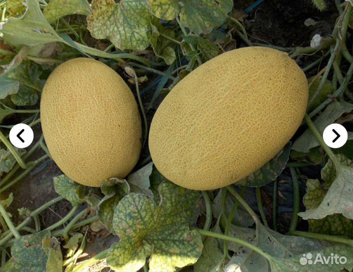 Дыня Дакаро Наутило семена