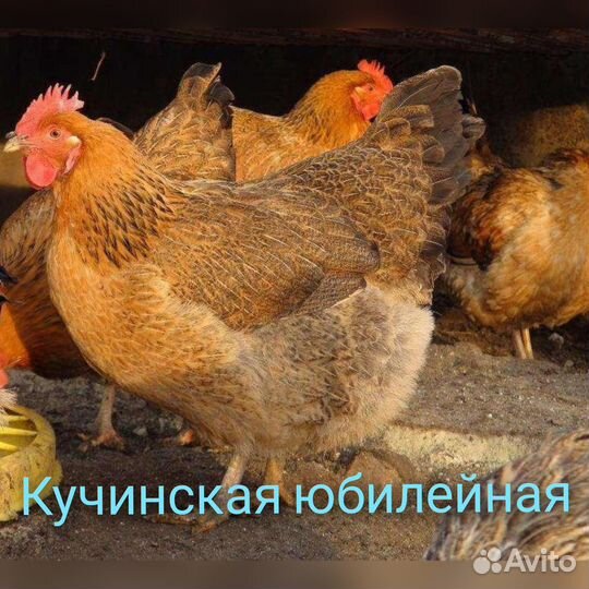 Цыплята суточные и подрощенные