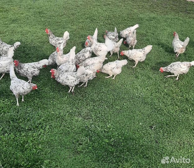 Инкубационное яйцо кур породы пушкинская