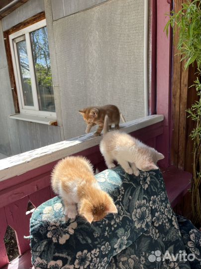 Котята отдам в добрые руки бесплатно