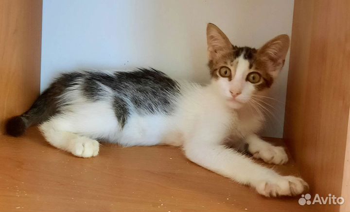 Котенок 3 мес. ищет дом