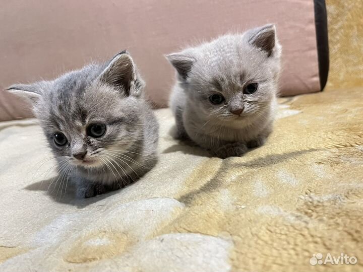 Шотландские котята