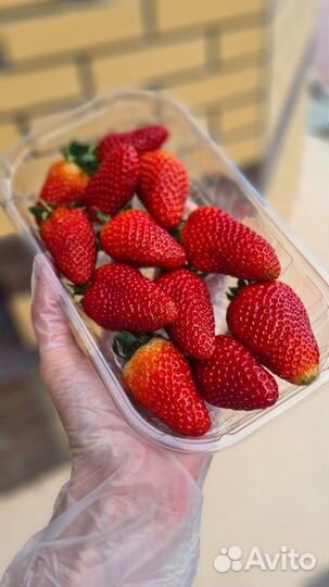 Свежая клубника Армения