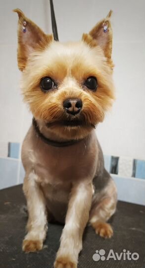 Стрижка собак, р-н Технологического университета