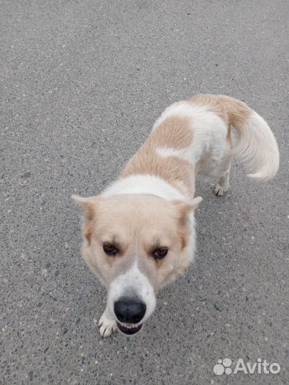 Собака в добрые руки