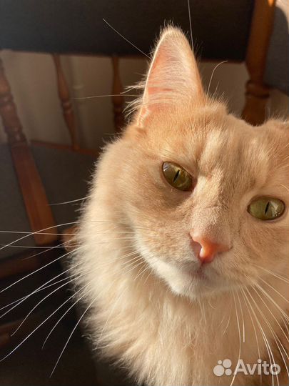 Котик в дар