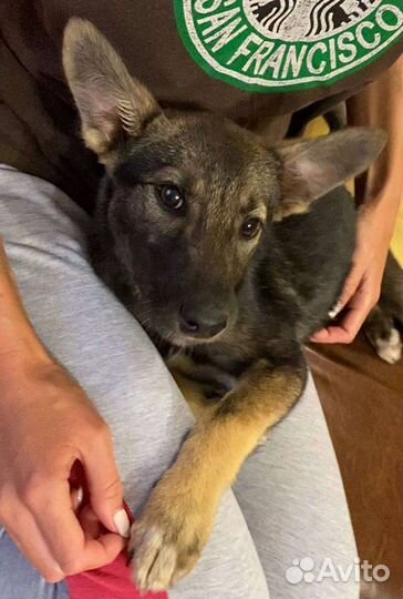 Щенок девочка доставка бесплатно. Стерилизуем