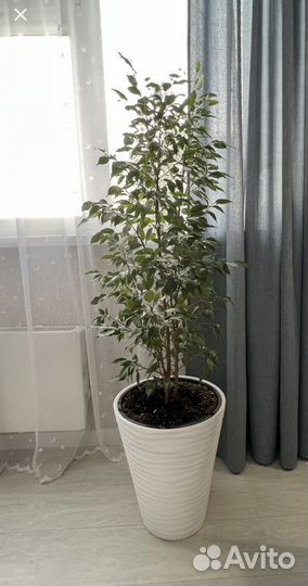 Фикус Бенджамина с горшком