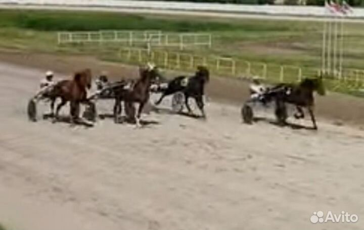 Жеребец Орловский рысак