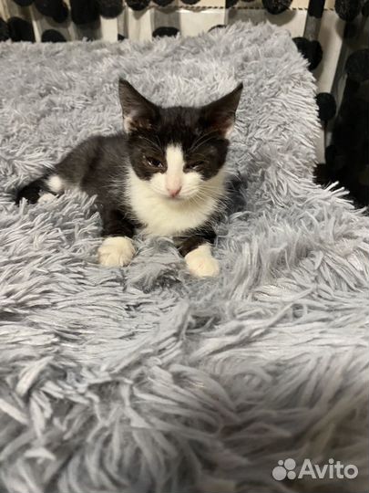 Девочка 2,5 месяца