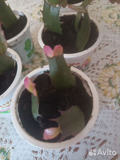 Комнатные цветы