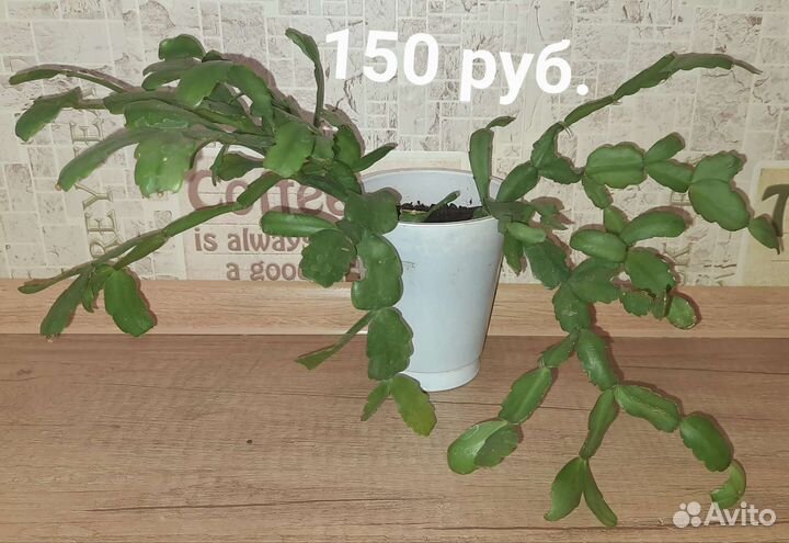 Декабрист, он же Шлюмбергер, он же Зигокактус