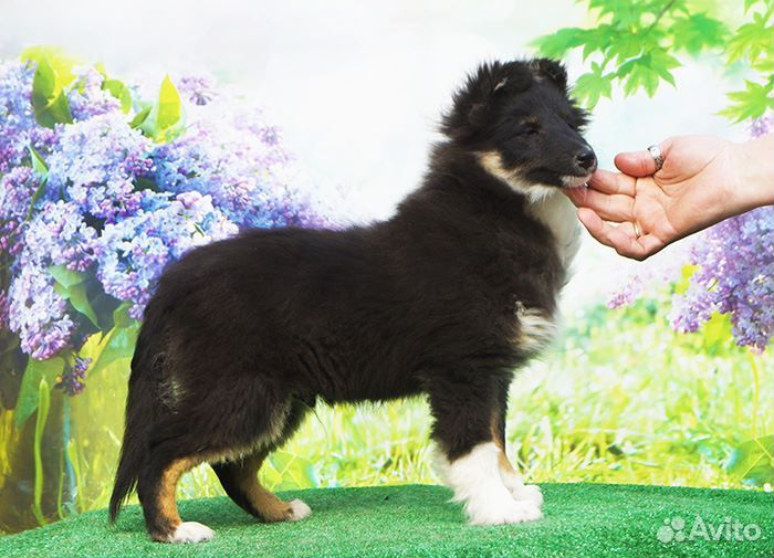 Щенки шелти