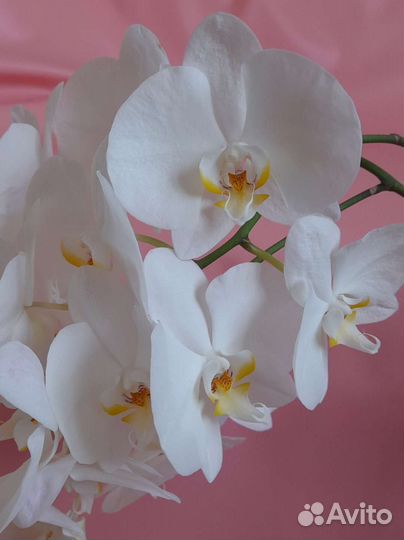Орхидея белая