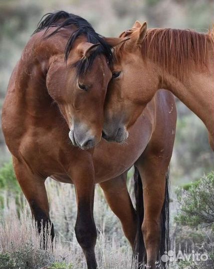 Картина маслом на холсте большая
