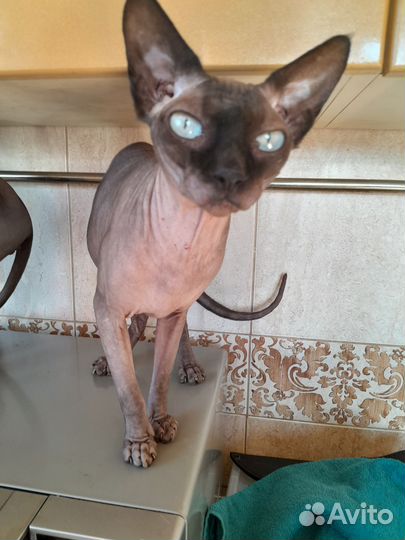 Канадский сфинкс кошечка девочка возраст 2 года