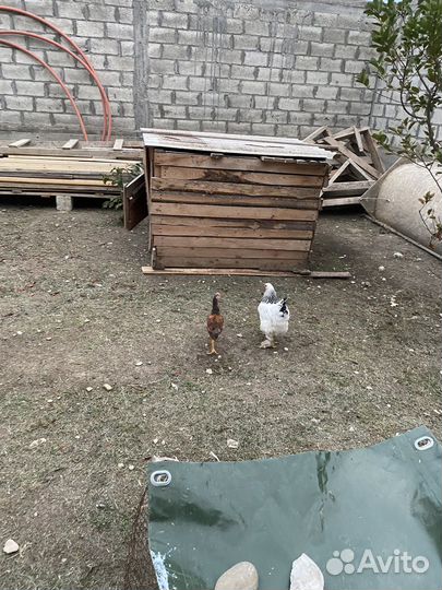 Все по телефону