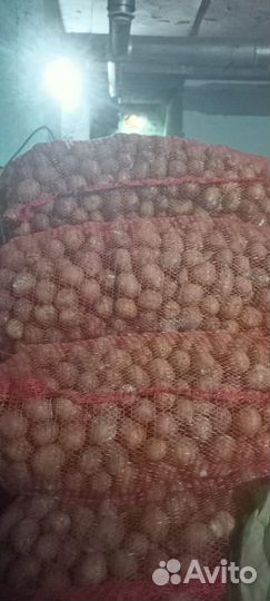 Семенной картофель гала