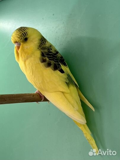 Попугай волнистый, выставочный, хохлатый