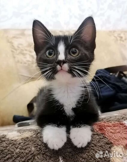 Котенок, мальчик, 1.5 мес