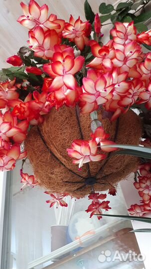 Декабрист шлюмбергера сортовой