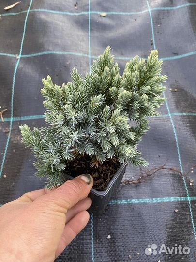 Хвойные растения