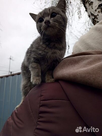 Котёнок британский