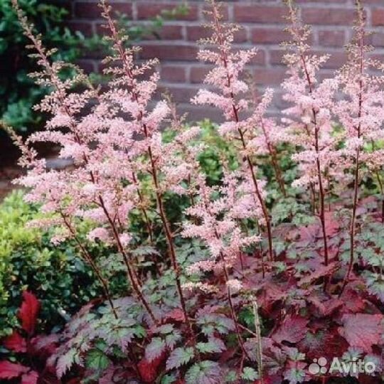 Астильба Корол Флеш