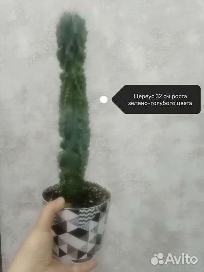Кактусы