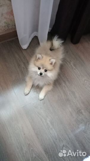 Щенки шпица