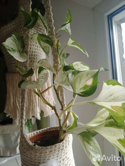 Эпипремнум хэппи лиф