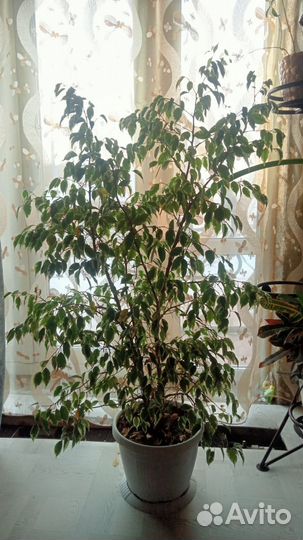 Комнатные домашние растения