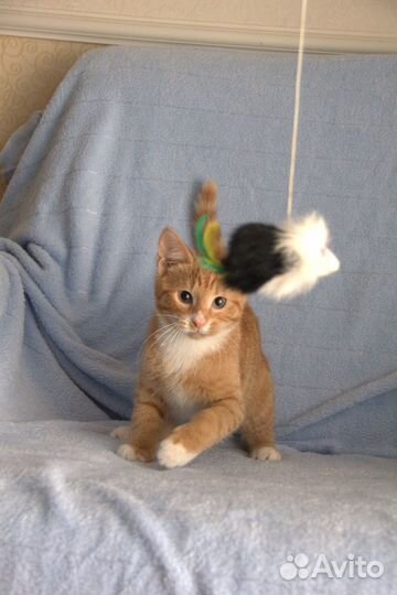 Рыжик 1. котенок мальчик 3 мес в хорошие руки