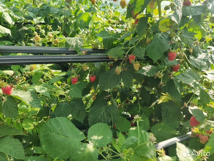 Саженцы ремонтантной малины