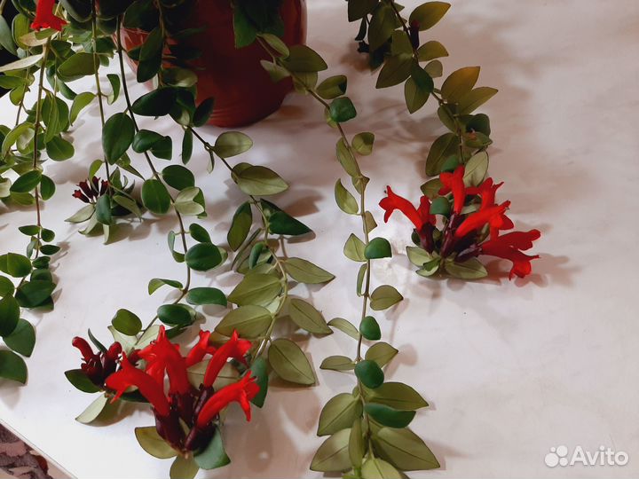 Эсхинантус