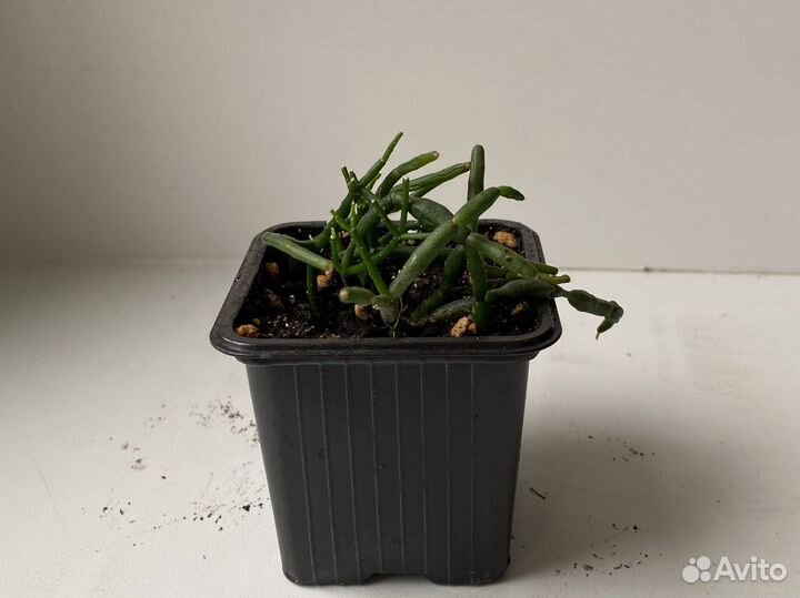 Хатиора суккулент