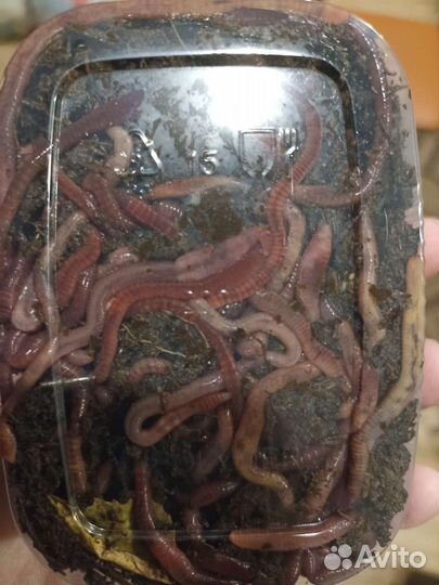 Червь навозный