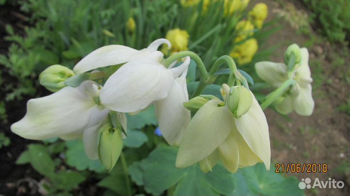 Аквилегия веерная alba nana