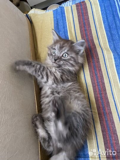 Котята в добрые руки даром