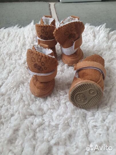 Обувь и поводок