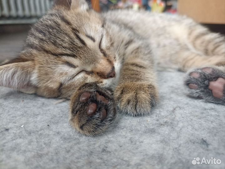 Кошка в дар бесплатно