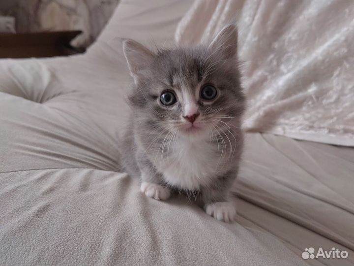 Котёнок в добрые руки